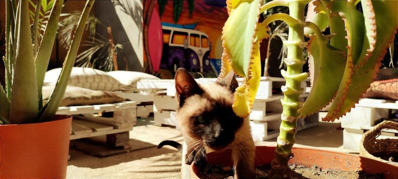 Cho Ku Rei Hostal San José del Cabo Zewnętrze zdjęcie